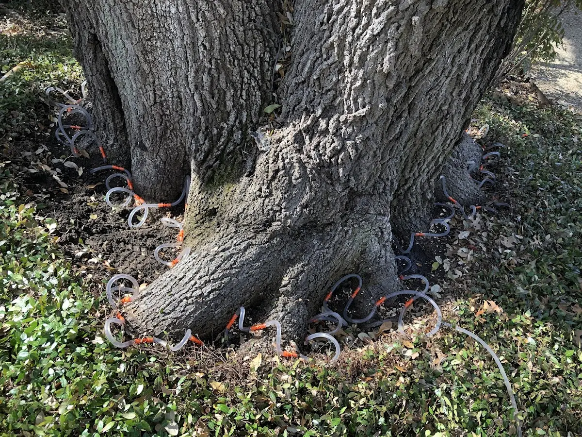 Detailed Tree Cabling and Bracing job site in Marshes Siding