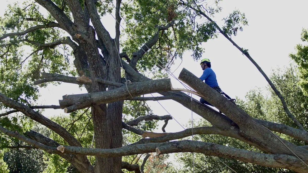 Professional Crown Thinning performed by certified arborists in Marshes Siding