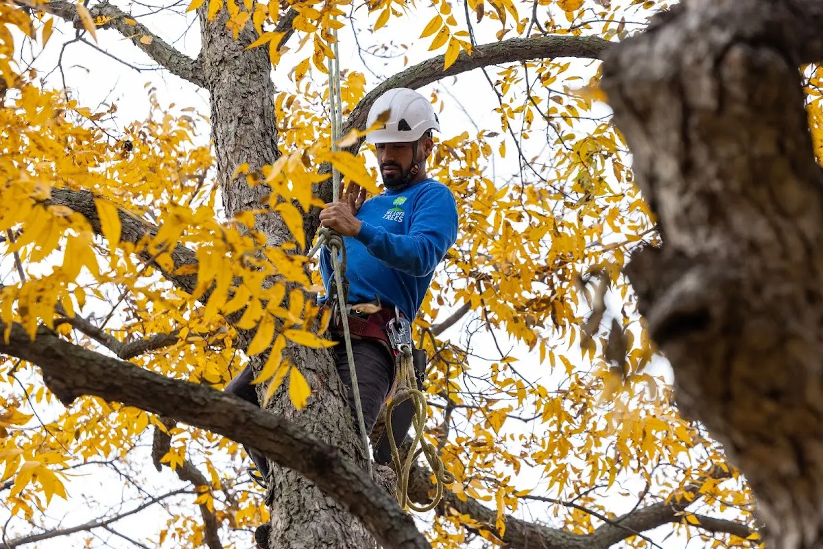 Skilled Tree Pruning crew working in Marshes Siding