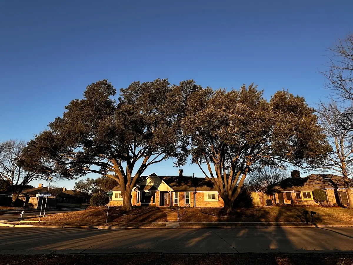 Established residential canopy tree shading a home in Marshes Siding